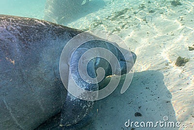 A West Indian Manatee Rolls Over for a Tummy Rub, Stock Photo