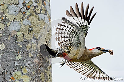 West Indian Woodpecker Stock Photo
