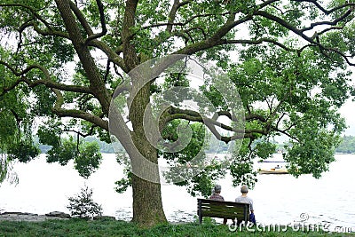 West lake, Su Causeway with Camphor tree Editorial Stock Photo