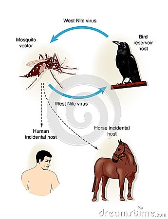 West Nile Virus Vector Illustration