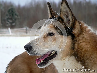 West Siberian Laika Stock Photo