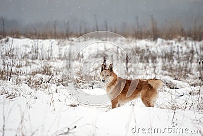 West Siberian Laika Stock Photo