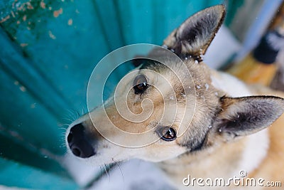 West Siberian Laika funny dog Portrait Stock Photo