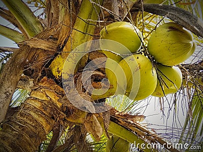 West Sumara 22 April 2024: coconut fruit on the trunk Stock Photo