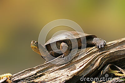 Wester Pond Turtle on a Log Stock Photo