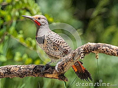 Wester Red Shafted Common Northen Flicker Stock Photo