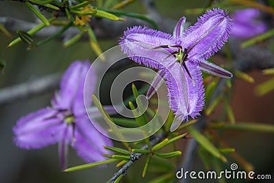 Western Australia native wildflower macro purple Stock Photo