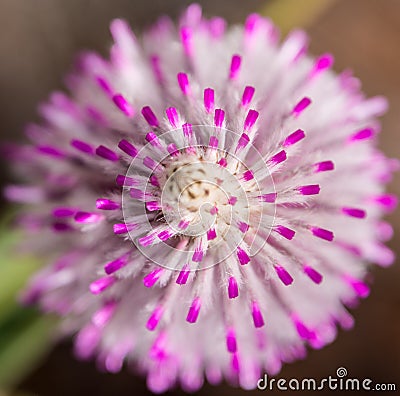 Western Australia native wildflower mulla mulla macro pink Stock Photo
