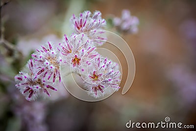 Western Australia native wildflower pink close up Stock Photo