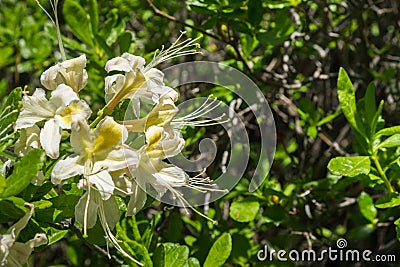 Western Azalea Rhododendron occidentale flowers blooming in Yosemite National Park, California Stock Photo