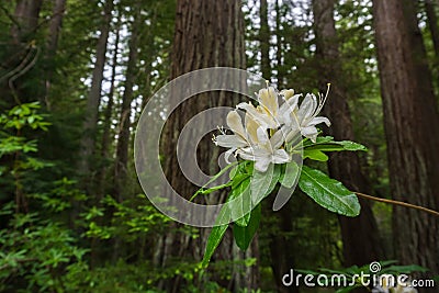 Western Azalea Rhododendron occidentale flowers Stock Photo