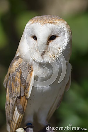 Western Barn Owl Stock Photo