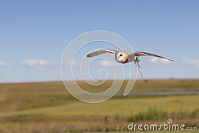 Western Barn Owl Stock Photo