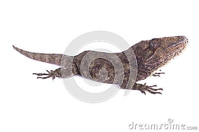 Western bearded anole, Chamaeleolis barbatus Stock Photo