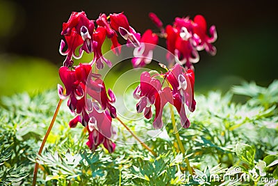 Western bleeding heart or Dicentra formosa Stock Photo