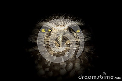 Western Burrowing Owl Lurking in the Dark - Night Owl Stock Photo