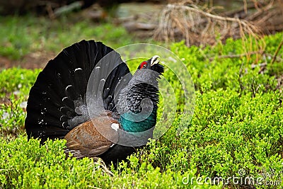 Western capercaillie showing off in the forest full of bilberry shrubs. Stock Photo