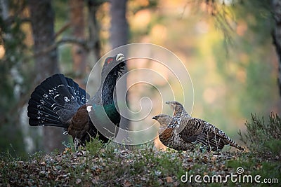 The Western Capercaillie, Tetrao urogallus Stock Photo