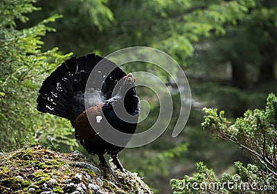 Western Capercaillie (Tetrao urogallus) Stock Photo