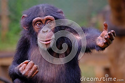 Western Chimpanzee in Sierra Leone Stock Photo