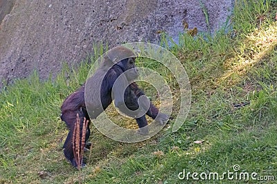 Western chimpanzee, West African chimpanzee. Portrait of infant. Animals in natur reserve Stock Photo