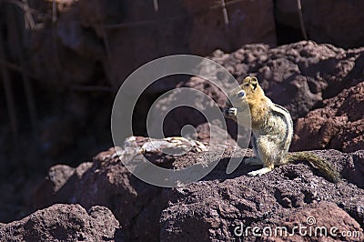 Western Chipmunk eating on red lava rocks Stock Photo