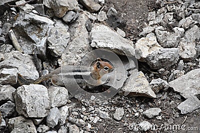 Western Chipmunk, related Tamias, Striatus, Sibiricus small striped rodent of the family Sciuridae, found in North America. This Stock Photo