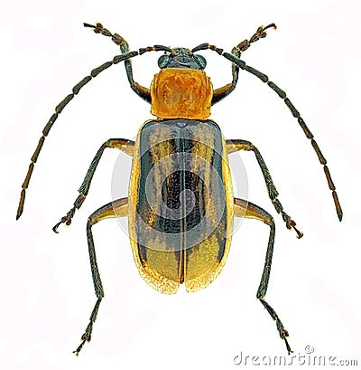 Western corn rootworm Diabrotica virgifera, an invasive pest of corn Stock Photo