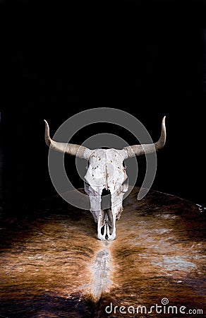 Western Cow Skull. Stock Photo
