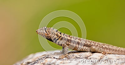 Western Curly-tailed lizard Stock Photo