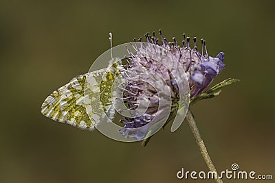 Western Dappled White Butterfly on Mournful Widow Flower Stock Photo