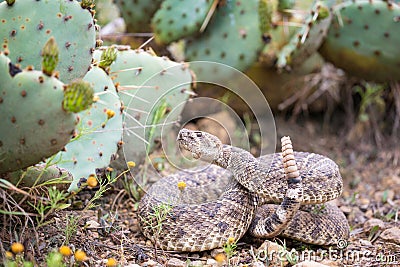 Western Diamond back rattlesnake ready to strike Stock Photo