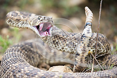 Western Diamond Back ready to strike Stock Photo