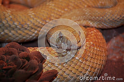 Western Diamond-backed Rattlesnake (Crotalus atrox) Stock Photo