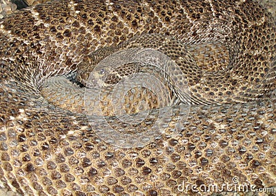 Western Diamond-backed Rattlesnake (Crotalus atrox) Stock Photo