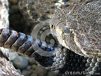 Western Diamond-backed Rattlesnake (Crotalus atrox) Stock Photo