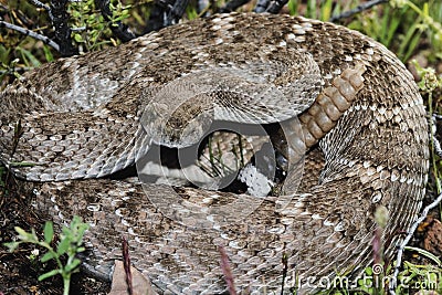 Western Diamondback Rattlesnake Stock Photo