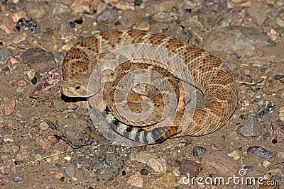 Western Diamondback Rattlesnake (Crotalus atrox) Stock Photo