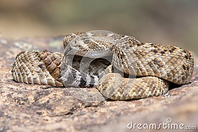 Western Diamondback Rattlesnake posed to strike Stock Photo