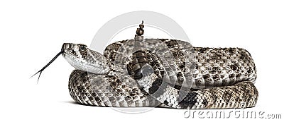 Western diamondback rattlesnake or Texas diamond-back in front of white Stock Photo