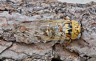 Western Dusk Singing Cicada Megatibicen resh directly above. Stock Photo