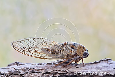 Western Dusk Singing Cicada (Megatibicen resh) sitting on tree bark in Houston TX, side view. Stock Photo