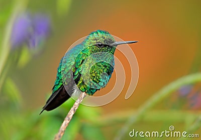 Western Emerald, Chlorostilbon melanorhynchus, hummingbird in the Colombia tropic forest, blue an green glossy bird in the nature Stock Photo