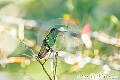 Western emerald (Chlorostilbon melanorhynchus) hummingbird. Minca, Sierra Nevada. Wildlife birdwatching in Colombia Stock Photo