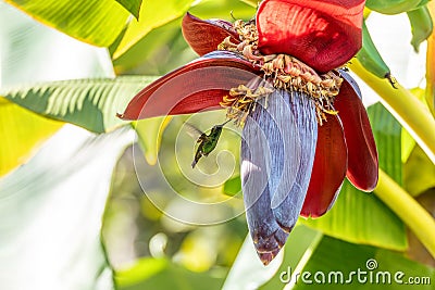 Western emerald (Chlorostilbon russatus) hummingbird. Minca, Sierra Nevada. Wildlife birdwatching in Colombia Stock Photo