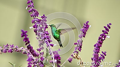 Western emerald hummingbird in flight Stock Photo