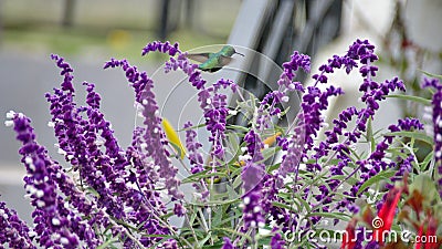 Western emerald hummingbird Stock Photo