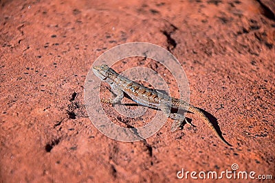 Western fence lizard Sceloporus occidentalis which belongs in the order Squamata snakes and lizards and the suborder Iguania b Stock Photo