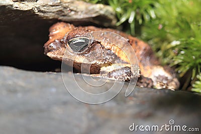 Western giant toad Stock Photo