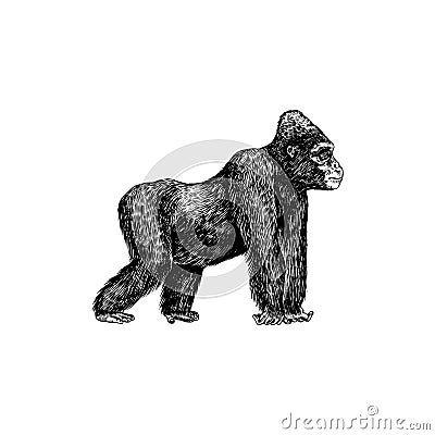 Western gorilla is crawling in vintage style. Giant monkey. Hand drawn engraved sketch in woodcut style. Vector Illustration